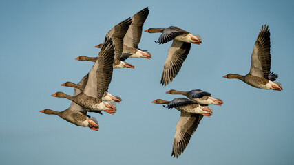 Greylag Geese in formation during the migration around europe on the way to new feeding gounds and to breed