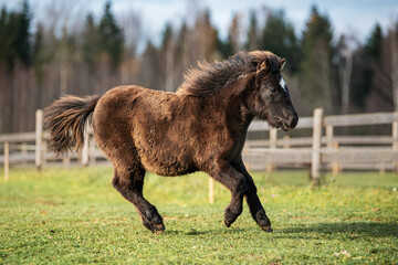 Black pony running gallop in the paddock in summer