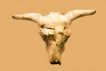 The skull of Adjiderebos (Latin: Adjiderebos cantabilis) is isolated on a light background. Paleontology Late Pleistocene fossil animals.