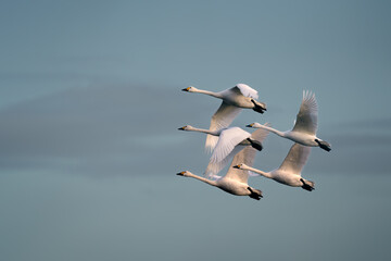 Family Bewick Swans Going Home
