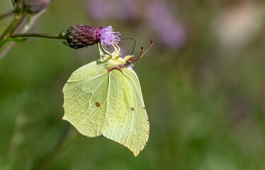 Lemon butterfly on thistle flower