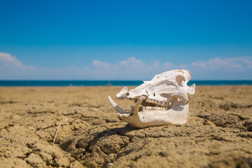Fototapeta na wymiar The skull of an animal on the shore of a drying sea. Environmental problem, global warming.