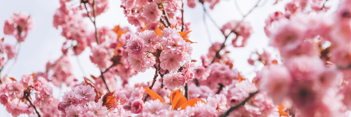 Sakura flowers, cherry blossom