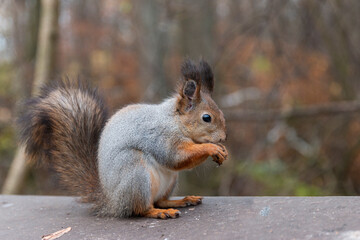 A squirrel in a gray fur eats

