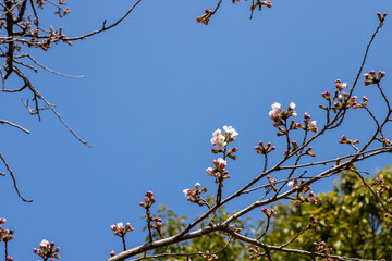 風景素材　咲き始めたばかりの綺麗な桜の花