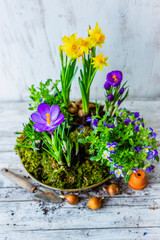 Blooming crocus and yellow daffodil flowers with spring flower bulbs. Easter floral arrangements.
