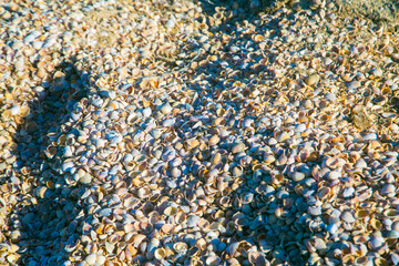 seashells on the seashore. Aral Sea, Central Asia