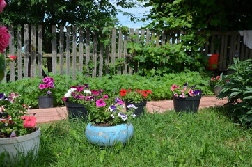 flowers in a garden