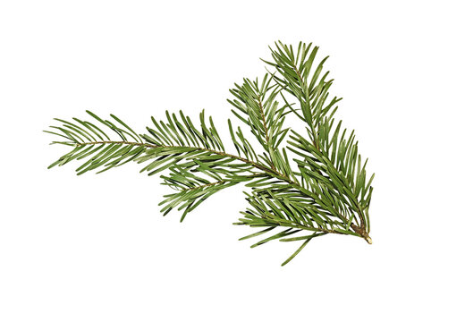 Branch of fir tree isolated on white background.