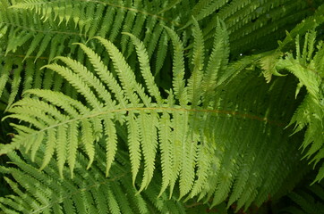 fern leaf in the forest