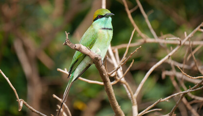 Vogel in Sri Lanka