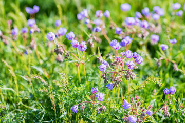 Close up of Geranium pratense, the meadow crane's-bill or meadow geranium