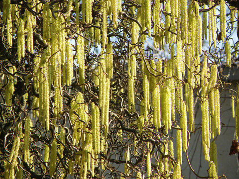Korkenzieherweide im Fr&uuml;hling im Botanischen Garten in Linz, &Ouml;sterreich, Europa - Corkscrew willow in spring in the Botanical Garden in Linz, Austria, Europe
