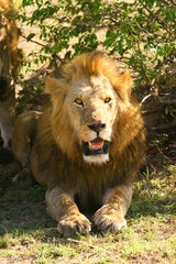 Lion couché au regard perçant en safari big five au Masaï Mara Kenya