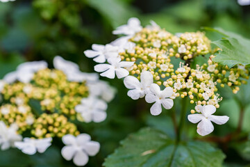 Close up of Viburnum opulus or guelder-rose or guelder rose flowers