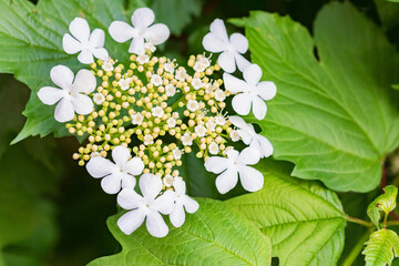 Close up of Viburnum opulus or guelder-rose or guelder rose flowers