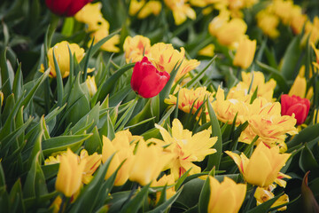 Beautiful blooming tulips of different colors in a green meadow. Greeting card motif.