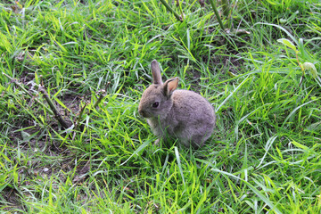 Rabbit land