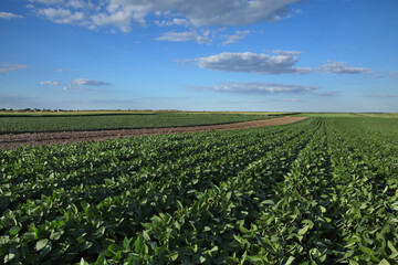 Fototapeta na wymiar Green cultivated soybean plants in field with blue sky and clouds, agriculture in late spring or early summer, cultivated land