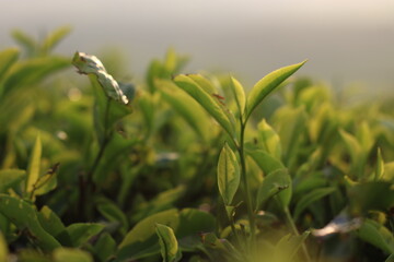 Fototapeta premium close up photo of tea leaves