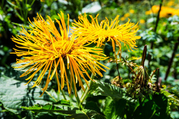 Close up of Centaurea macrocephala among lush meadow