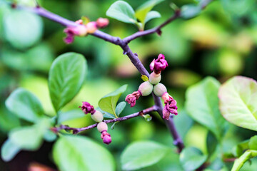 Close up of faded flowers of Chaenomeles japonica in the garden
