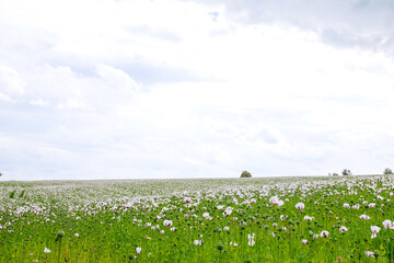 poppy field blooms white against blue sky