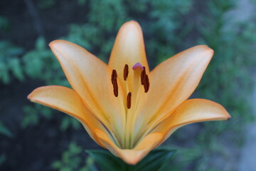 orange tiger lily