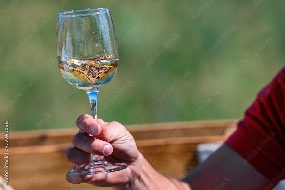 Wall mural hand holds glass with white wine next to grapes in nature