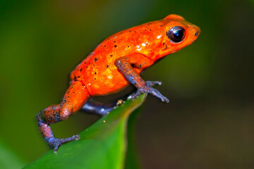 Dart Poison Frog, Blue Jeans, Oophaga pumilio, Dendrobates pumilio,Tropical Rainforest, Costa Rica, Central America, America