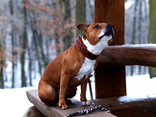 american staffordshire terrier