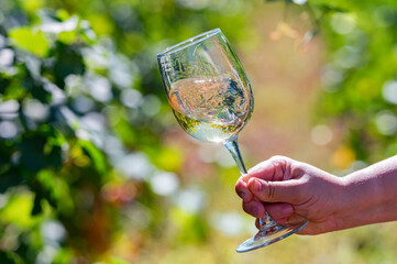 Fototapeta premium Hand holds glass with white wine next to grapes in vineyard