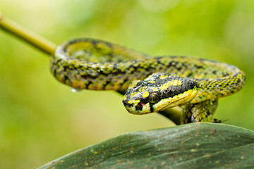 Sri Lankan Green Pit Viper, Trimeresurus trigonocephalus, Sinharaja National Park Rain Forest, Sinharaja Forest Reserve, World Heritage Site, UNESCO, Biosphere Reserve, Sri Lanka, Asia