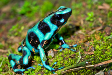 Green and Black Poison Dart Frog, Dendrobates auratus, Tropical Rainforest, Costa Rica, Central America, America.