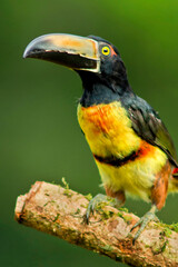 Collared Aracari, Toucan, Pteroglossus torquatus, Tropical Rainforest, Costa Rica, Central America, America