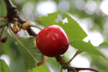 Cherry on a tree