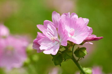 Wilde Malve (Malva sylvestris)	