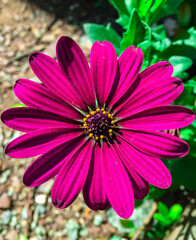 Obraz premium Pink flower on green leaves and gray ground