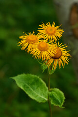 Große Telekie (Telekia speciosa)	