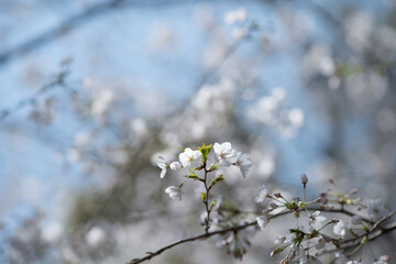 春の音無親水公園の桜　東京都北区王子