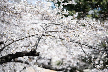 春の音無親水公園の桜　東京都北区王子