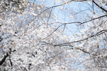 春の音無親水公園の桜　東京都北区王子