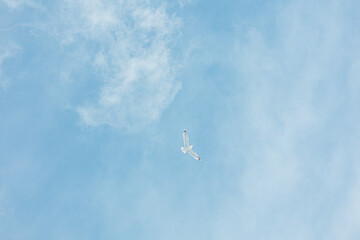 Little Ivory gull flies in the blue light cloudy sky. Minimalism. Backdrop