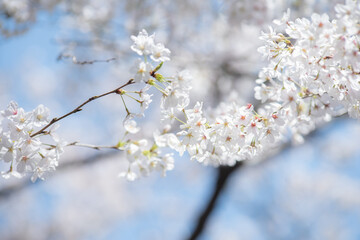 春の音無親水公園の桜　東京都北区王子