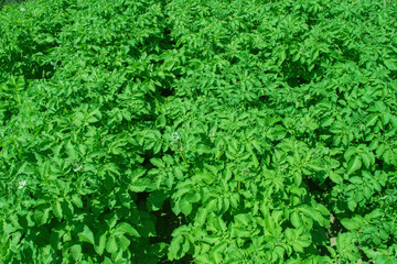 Blooming fields potato. Green bushes potato close up. Soft selective focus.