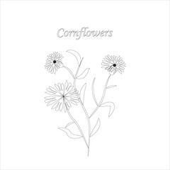 Hand drawn vector illustration of cornflower isolated on white background. Drawing of a meadow plant in a sketch style. Vector illustration.
