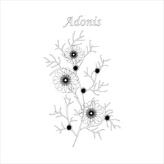 Branch of a flower Adonis. Isolated on white background flower of adonis. Drawing in a sketch style. Minimalist art. Vector illustration.