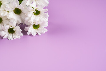 White spring flowers on a purple background.