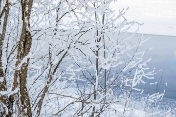 Beautiful thin trees, branches in fluffy white snow on the shore against the background of a blue river in winter