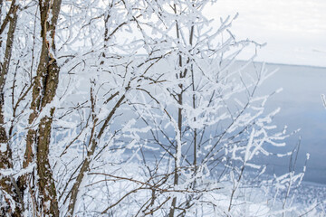 Obraz premium Beautiful thin trees, branches in fluffy white snow on the shore against the background of a blue river in winter